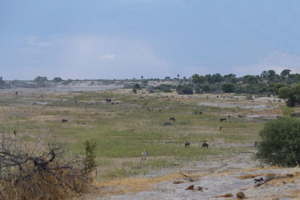 16.03. Makgadikgadi NP: Die letzten Pfützen im Boteti ziehen jede Menge Tiere an. Ohne Pumpen gäbe es hier gar kein Wasser für die Tiere mehr.