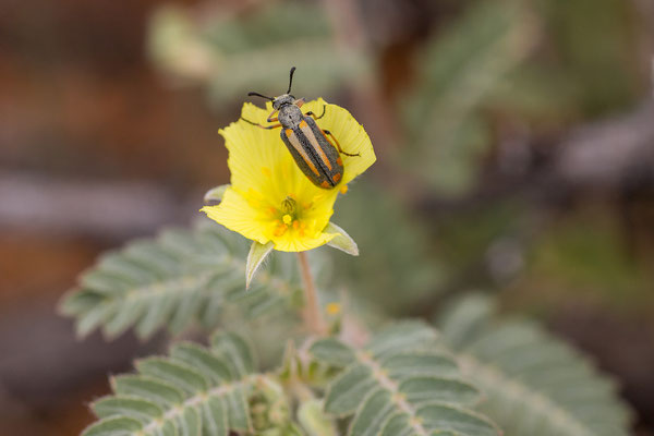 03.03. Vom Red Dune Camp zum KTP
