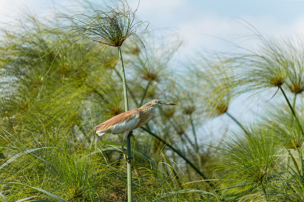 20.03. Evening Cruise: Squacco heron (Ardeola ralloides)