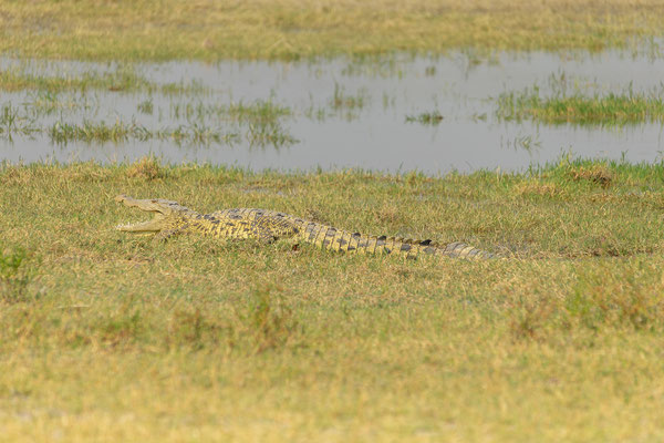 7.10. Moremi GR - unterwegs nach 3rd Bridge: Krokodil (Crocodylus niloticus)