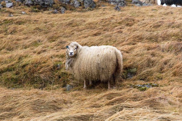 Heute bleiben wir auf Snæfellsnes. Es geht Richtung Grundarfjörður.