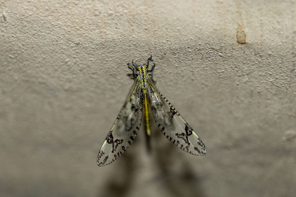 08.03. Ameisenjungfer