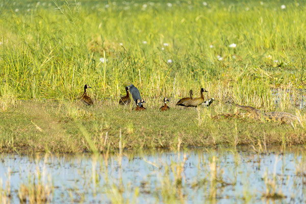 22.03. Bwabwata NP: White-faced whistling duck (Dendrocygna viduata), Black heron (Ergetta ardesiaca), Nilkrokodil (Crocodylus niloticus)