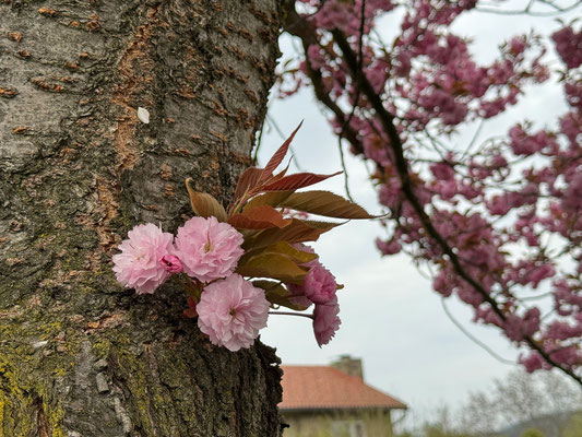 12.04. Rosenhain