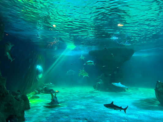 Océanarium Le Croisic