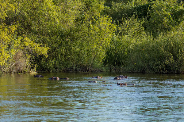 21.03. Sunset Cruise: Flusspferd (Hippopotamus amphibius)