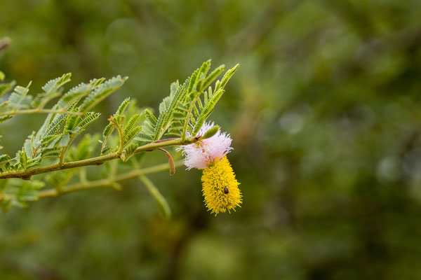 26.03. Porcupine/Fountain Trail: Kalahari Christmas Tree (Dichrostachys cinerea africana)
