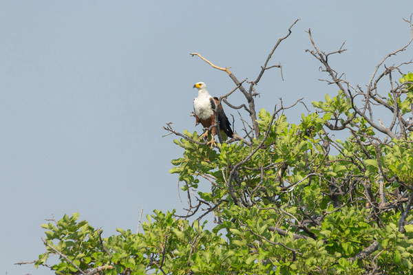 9.10. Moremi GR - Bootstour ab 3rd Bridge: African fish eagle (Icthyophaga/Haliaeetus vocifer)
