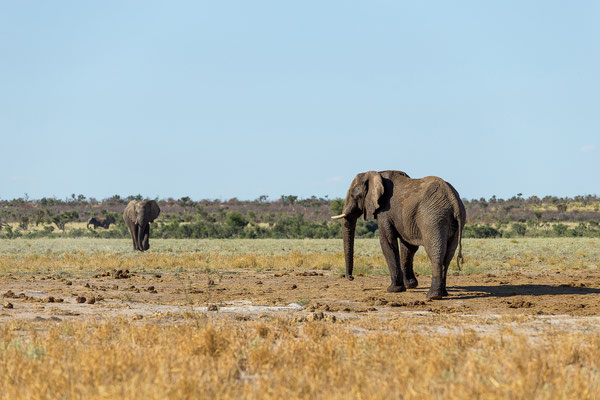 12.03. Elefanten (Loxodonta africana)