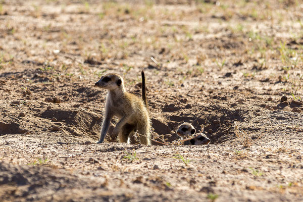 05.03. Morning Drive in Richtung Twee Rivieren: wir beobachten die Erdmännchen Kolonie (Suricata suricata) lange, eine tolle Sichtung! 