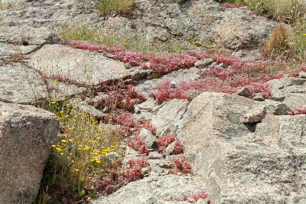 30.05. Weiter fahren wir durch die Balagne; Sedum brevifolium