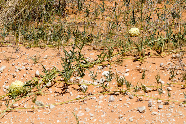 04.03. Weiter gehts den Auob entlang nach Süden: Gemsbok cucumber (Acanthosicyos naudinianus)
