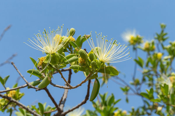 27.09. Kukonje Island: Bead-bean tree (Maerua angolensis)