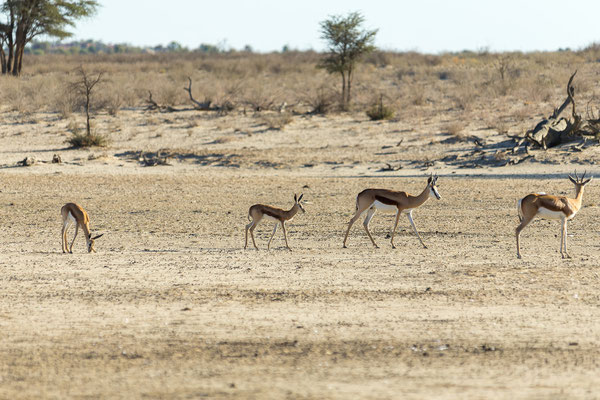 07.03. Irgendwann können wir uns von den Schakalen am Polentswa Wasserloch losreissen und fahren weiter nach Norden. Unser Ziel heute ist Gharagab.