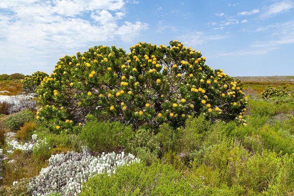 16.10. Cape Peninsula: Leucospermum sp.