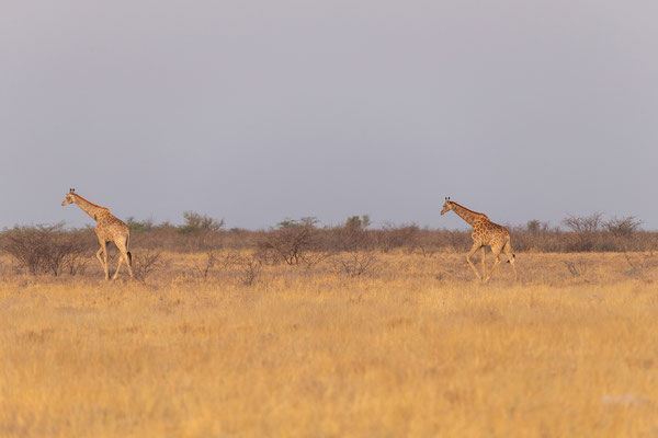 03.10. Evening Drive: Giraffen (Giraffa camelopardalis)