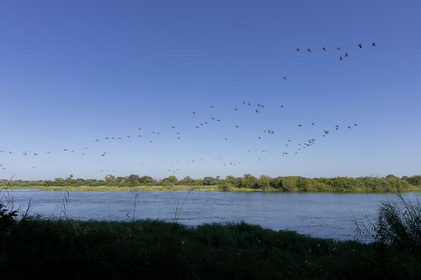 23.03. Riesige Vogelschwärme ziehen den Kavango entlang.