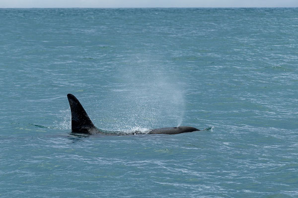 Orcas (Orcinus orca)