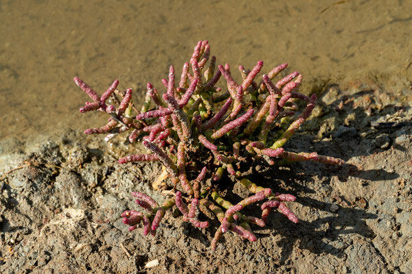 Salzgärten von Guérande
