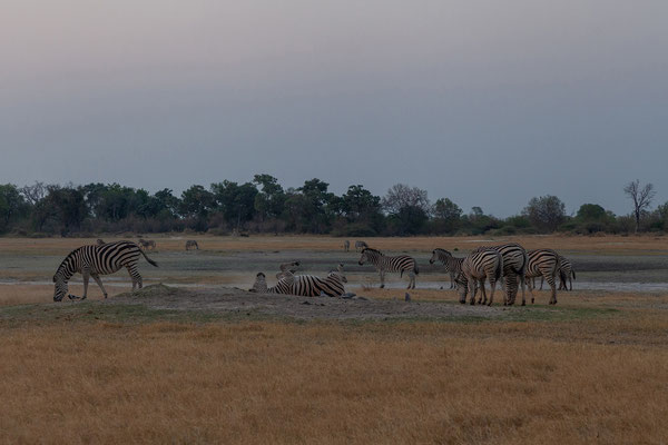 8.10. Moremi GR - Mboma Loop: Zebra (Equus burchelli)