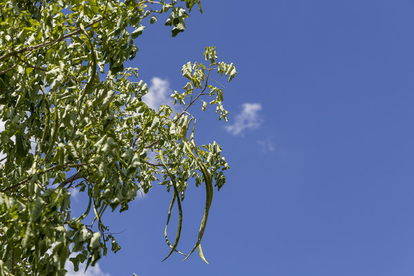 19.03. Tsodilo Hills: Bell bean tree (Markhamia zanzibarica)