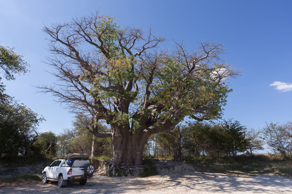 12.05. Nxai Pan NP, Baines Baobabs (Adansonia digitata)