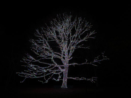 Christmas at Kew