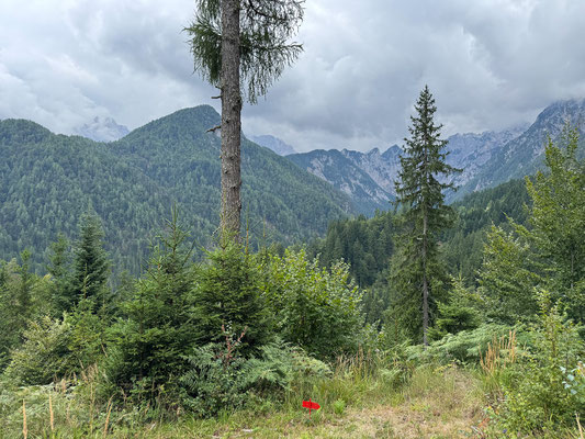 3D Bogenparcours Gradišnik