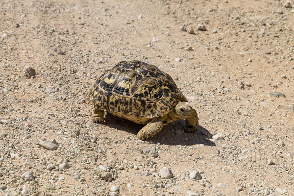 05.03. Two Rivers: Leoprardschildkröte (Geochelone pardalis)