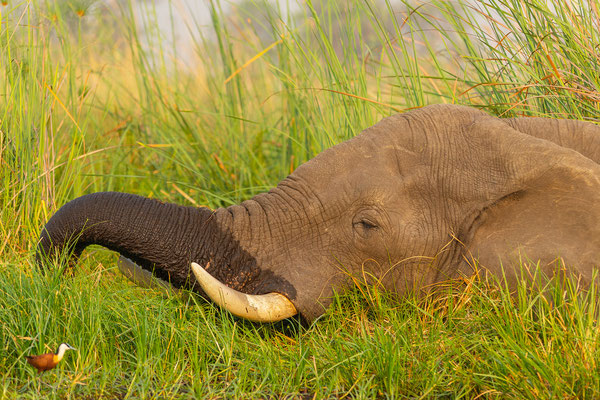 9.10. Moremi GR - Bootstour ab 3rd Bridge: Elefant (Loxodonta africana)