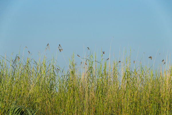 20.03. Morning Cruise