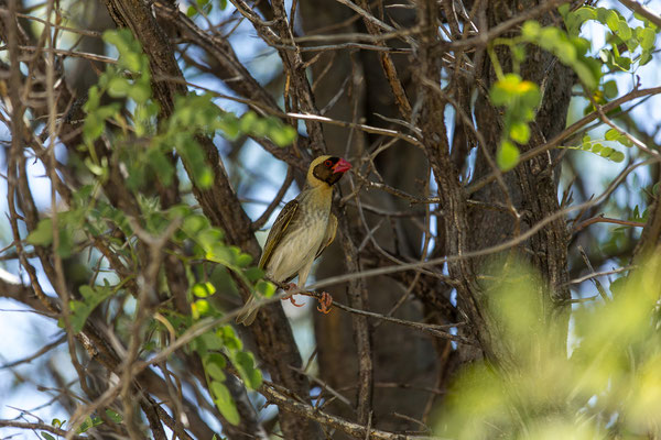 14.03. Lekhubu (CKWIL07): Red-billed quelea (Quela quelea)