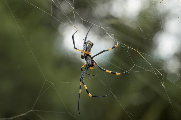 26.03. Porcupine/Fountain Trail : Seidenspinne (Nephila sp.)