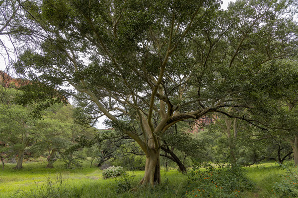 26.03. Porcupine/Fountain Trail: Common cluster fig (Ficus sycomorus)