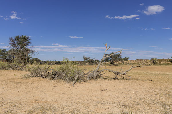 03.03. Der KTP wird von zwei großen Flussbetten durchzogen, dem Nossob- und dem Auobfluss, zwei Trockenflüssen mit unterirdischen Wasservorkommen. Von Mata Mata bis Twee Rivieren folgen wir dem Auob, von Twee Rivieren nordwärts dem Nossob.