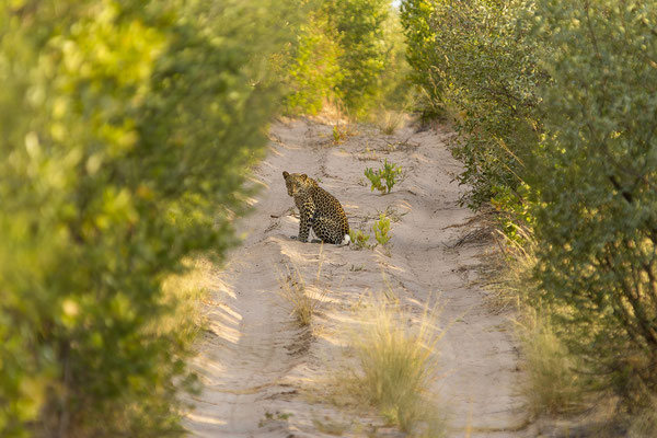 13.03. Leopard (Panthera pardus)