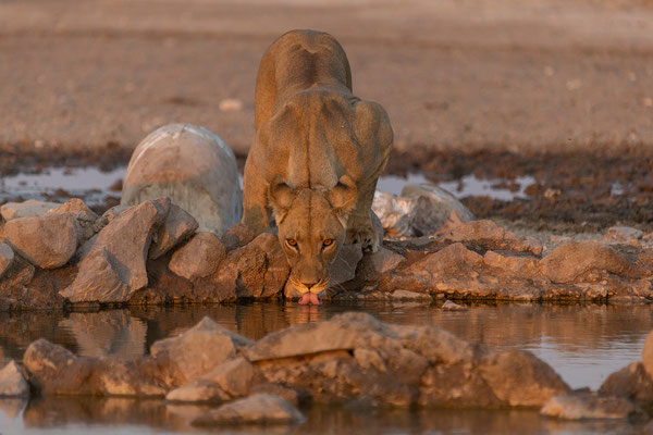 Passarge Wasserloch: Löwen (Panthera leo)