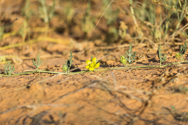 10.03. Gemsbok cucumber (Acanthosicyos naudinianus)