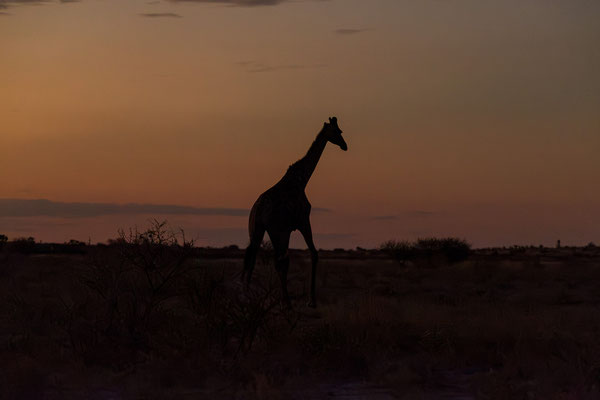 13.03. Evening Drive: Giraffe (Giraffa camelopardalis)