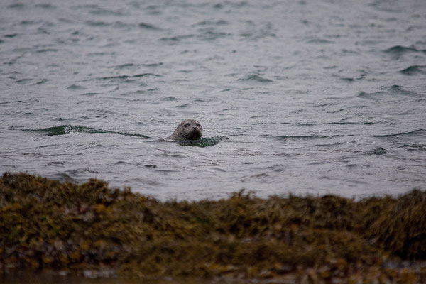9.8. Westfjorde - Seehunde beim Gehöft Litlibær