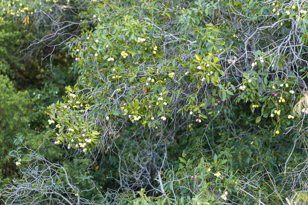 20.03. Evening Cruise: Water pear (Szygium guineense)