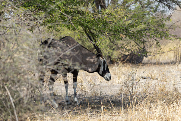 30.09. Oryx (Oryx gazella)