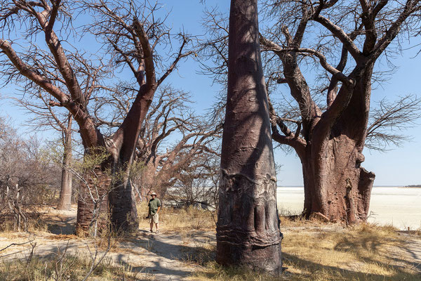 21.09. Baines Baobab
