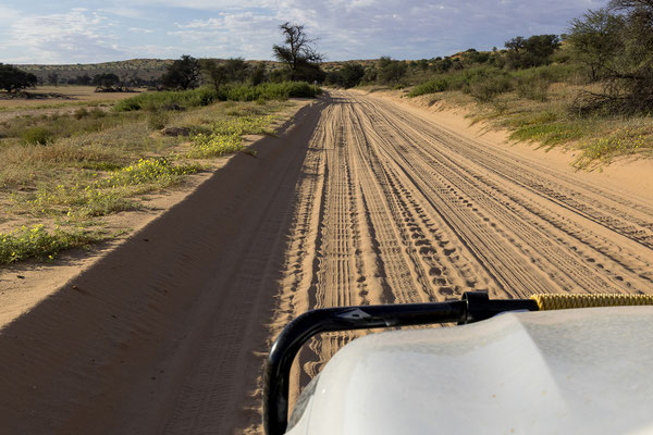 04.03. Morning Game Drive im Aoub Tal