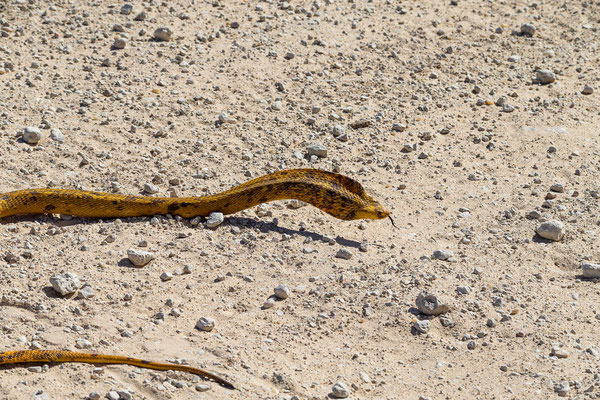 06.03. Beinahe läuft uns eine Kapkobra ins Auto (Naja nivea).