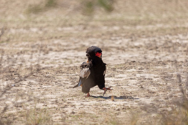 18.02. Terathopius ecaudus - Bateleur