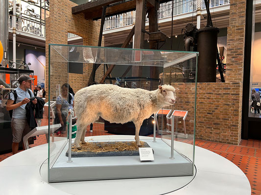 03.08. National Museum of Scotland: Dolly, das erste aus einer ausdifferenzierten somatischen Zelle geklonte Säugetier!
