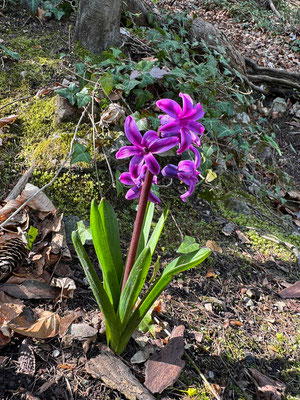 12.04. Schloßberg