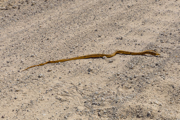 06.03. Gott sei Dank ist dem schönen Tier nichts passiert.