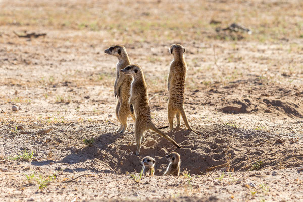 05.03. Morning Drive in Richtung Twee Rivieren: Erdmännchen (Suricata suricata)